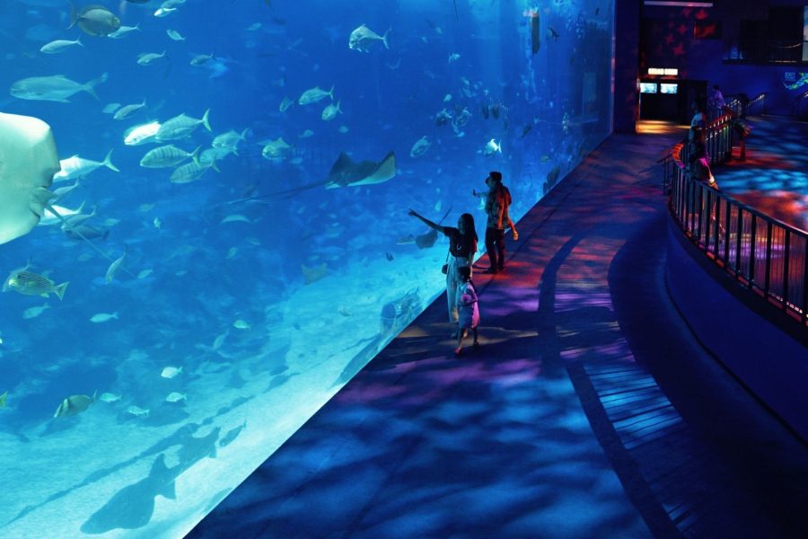 SEA Aquarium