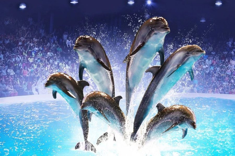 Dubai Dolphinarium